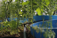 GRAAS iRigator - Automatinė šiltnamio laistymo sistema